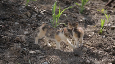 田间的猫 