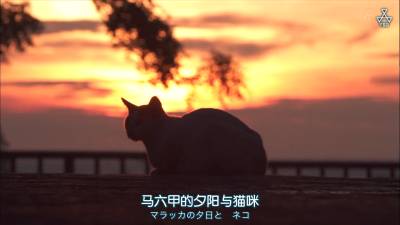 马六甲的夕阳与猫咪