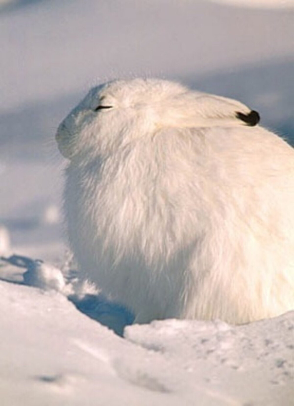 北极雪地兔