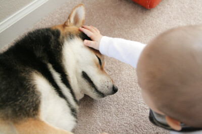 （Whale收集）2岁的宝宝“一茶”，从小就跟柴犬Maru腻在一起，一起吃一起睡，甚至还曾一起洗澡。远嫁美国的日本妈妈Manamoon用相机记录下他们的生活点滴，并把照片上传到博客上。