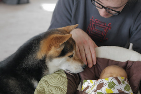 （Whale收集）2岁的宝宝“一茶”，从小就跟柴犬Maru腻在一起，一起吃一起睡，甚至还曾一起洗澡。远嫁美国的日本妈妈Manamoon用相机记录下他们的生活点滴，并把照片上传到博客上。