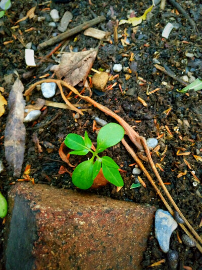 雨后小草