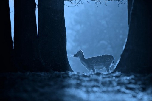 来自摄影师Mark Bridger的鹿摄影作品。他巧妙的利用冬季清晨的冷冽，搭配恰到好处的冷色调后期处理，一种别样的神秘感映入眼帘。