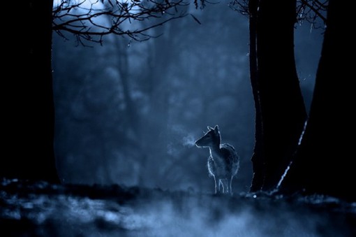 来自摄影师Mark Bridger的鹿摄影作品。他巧妙的利用冬季清晨的冷冽，搭配恰到好处的冷色调后期处理，一种别样的神秘感映入眼帘。