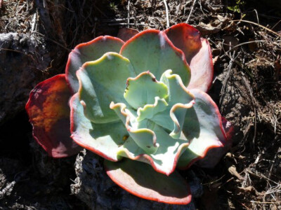 Echeveria gigantea 大瑞蝶