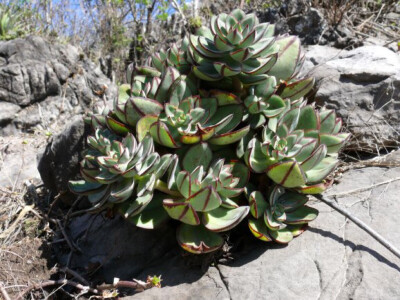 Echeveria nodulosa 红司