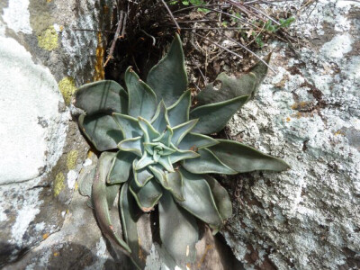 Echeveria bifida 贝飞达