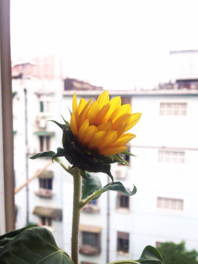 家里的小向日葵