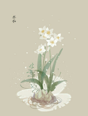 水仙