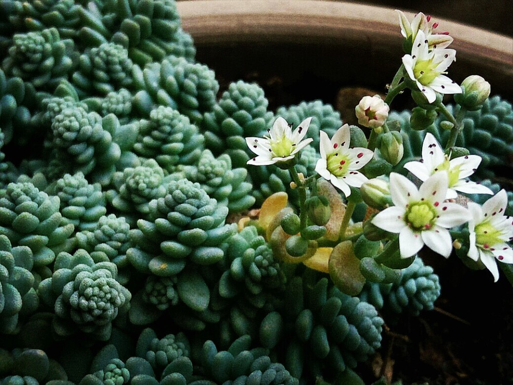 开花开花＠(￣-￣)＠突然发现居然开花了-.-