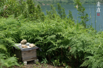 在青山绿水间，在百花丛中里，是蜜蜂忙碌的身影
突然想到一个词，天作之合，相信没有比这更能形容蜂蜜在大自然间采蜜了。