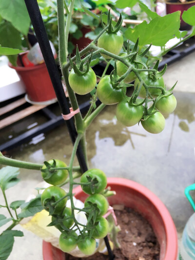 小番茄