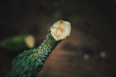 今年第一年种菜，黄瓜，无获，一根也没吃到，但是也闻了味儿。