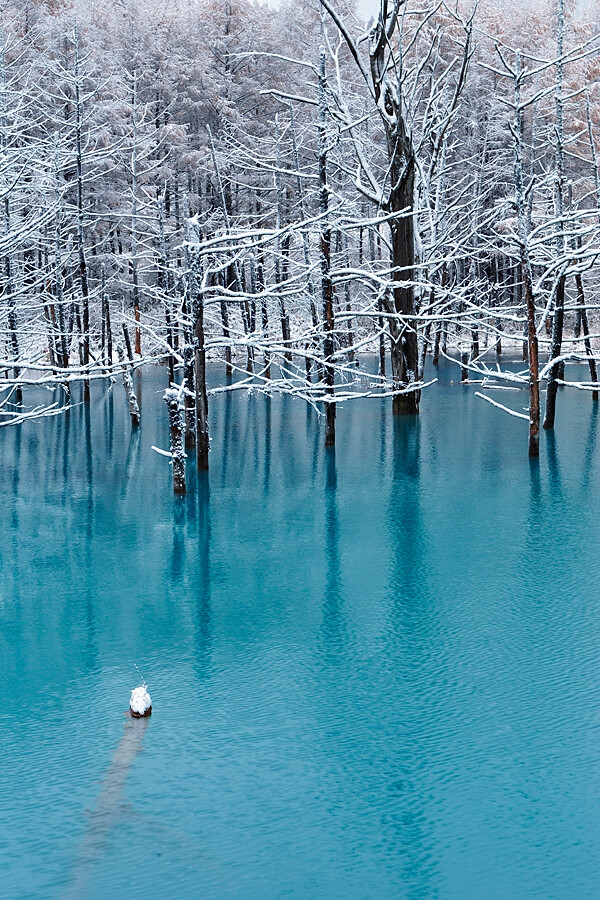 Blue Pond, Biei, Hokkaido, Japan (by Kent Shiraishi)。日本北海道上川郡美瑛町的青池。青池是1988年十胜岳火山爆发，因工程修筑堰堤而形成的湖泊，美瑛川中的矿物质和土砂质成份和阳光照耀，使得湖泊呈现出青绿色的色泽，白桦树的枯木更增添几许诗意。每当清晨到来，在阳光的照射下，青池的池水反射出如同经典Tiffany蓝的颜色，整个池面如画布一般，美得令人惊叹。