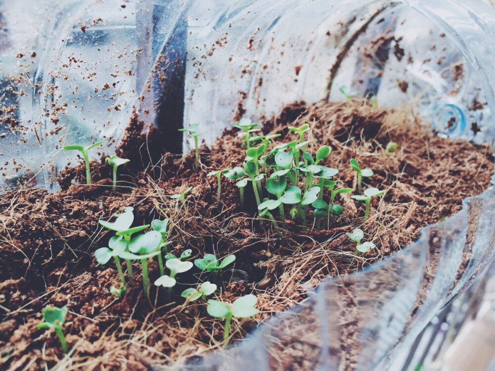 无意中播种的小白菜，没法间苗，没吃到。