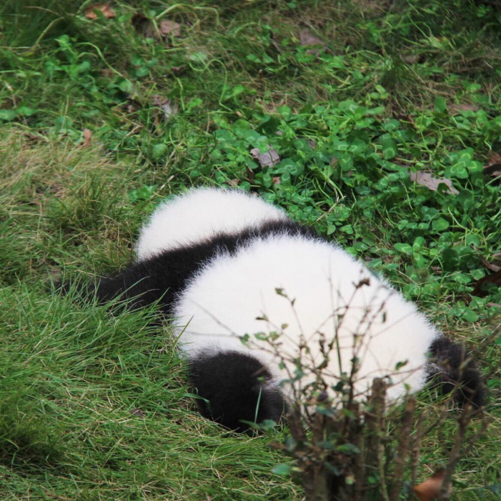 头像 萌物 熊猫#若余生来得及 你将是我所有的不介意#文明拿图 搜图不易by抹茶#侵删#