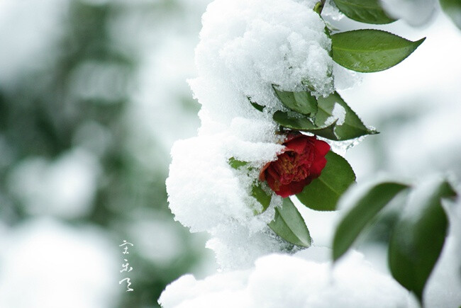 前天至昨天的雪，是农历乙未年的第三场雪。想起鲁迅先生在《雪》中的语句：“冬花开在雪野中”，“雪野中有血红的宝珠山茶，白中隐青的单瓣梅花，深黄的磬口的蜡梅花；雪下面还有冷绿的杂草。”为雪花积在竹节上的一芽一芽驻足，林中显出万籁俱寂来。熟悉的店铺或摆了水仙，或贴了春联，有年的意味了。