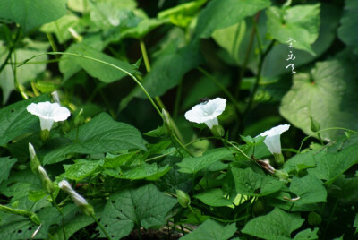 初夏几种白花（七叶树，鱼腥草，牵牛），以及参加完仪式，从灵隐回佛学院的少年，哦不，学僧们…