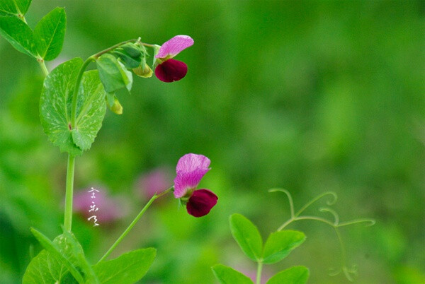 春天的菜地里看不厌的花，竹篱上的豌豆花