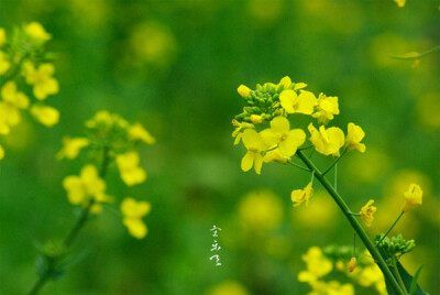 春天的菜地里看不厌的花，竹篱上的豌豆花