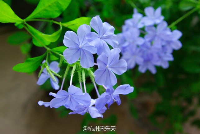 屋里开着的尽是蓝花（鸭跖草，蓝雪花，牵牛）。屋外，部分桂花在残花上面开了第三拨，闻到了吗？