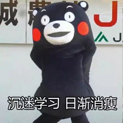 沉迷学习，日渐消瘦。kumamon