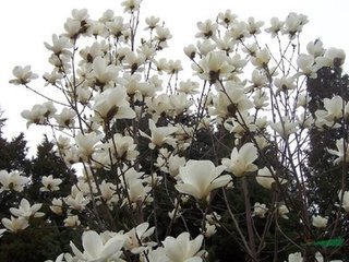 玉兰花（学名：Magnolia denudata），木兰科木兰属观赏树木。别名白玉兰、望春花、玉兰花，木兰科。是我国特有的名贵园林花木之一。玉兰花原产于长江流域，现在北京及黄河流域以南均有栽培，庐山、黄山、峨眉山等处尚有野生 古时多在亭、台、楼、阁前栽植。现多见于园林、厂矿中孤植，散植，或于道路两侧作行道树。北方也有作桩景盆栽。玉兰3月开花，6-7月果熟，花大型、芳香，先叶开放，花期10天左右。河南省夏邑县县花。