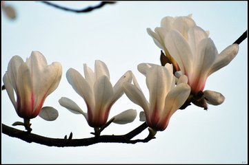 玉兰花（学名：Magnolia denudata），木兰科木兰属观赏树木。别名白玉兰、望春花、玉兰花，木兰科。是我国特有的名贵园林花木之一。玉兰花原产于长江流域，现在北京及黄河流域以南均有栽培，庐山、黄山、峨眉山等处尚有野生 古时多在亭、台、楼、阁前栽植。现多见于园林、厂矿中孤植，散植，或于道路两侧作行道树。北方也有作桩景盆栽。玉兰3月开花，6-7月果熟，花大型、芳香，先叶开放，花期10天左右。河南省夏邑县县花。