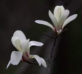 玉兰花（学名：Magnolia denudata），木兰科木兰属观赏树木。别名白玉兰、望春花、玉兰花，木兰科。是我国特有的名贵园林花木之一。玉兰花原产于长江流域，现在北京及黄河流域以南均有栽培，庐山、黄山、峨眉山等处…