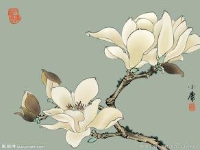 玉兰花（学名：Magnolia denudata），木兰科木兰属观赏树木。别名白玉兰、望春花、玉兰花，木兰科。是我国特有的名贵园林花木之一。玉兰花原产于长江流域，现在北京及黄河流域以南均有栽培，庐山、黄山、峨眉山等处尚有野生 古时多在亭、台、楼、阁前栽植。现多见于园林、厂矿中孤植，散植，或于道路两侧作行道树。北方也有作桩景盆栽。玉兰3月开花，6-7月果熟，花大型、芳香，先叶开放，花期10天左右。河南省夏邑县县花。