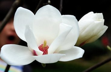 玉兰花（学名：Magnolia denudata），木兰科木兰属观赏树木。别名白玉兰、望春花、玉兰花，木兰科。是我国特有的名贵园林花木之一。玉兰花原产于长江流域，现在北京及黄河流域以南均有栽培，庐山、黄山、峨眉山等处尚有野生 古时多在亭、台、楼、阁前栽植。现多见于园林、厂矿中孤植，散植，或于道路两侧作行道树。北方也有作桩景盆栽。玉兰3月开花，6-7月果熟，花大型、芳香，先叶开放，花期10天左右。河南省夏邑县县花。