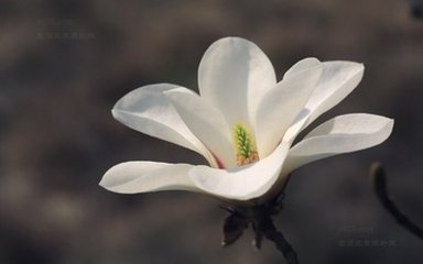 玉兰花（学名：Magnolia denudata），木兰科木兰属观赏树木。别名白玉兰、望春花、玉兰花，木兰科。是我国特有的名贵园林花木之一。玉兰花原产于长江流域，现在北京及黄河流域以南均有栽培，庐山、黄山、峨眉山等处尚有野生 古时多在亭、台、楼、阁前栽植。现多见于园林、厂矿中孤植，散植，或于道路两侧作行道树。北方也有作桩景盆栽。玉兰3月开花，6-7月果熟，花大型、芳香，先叶开放，花期10天左右。河南省夏邑县县花。