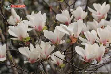 玉兰花（学名：Magnolia denudata），木兰科木兰属观赏树木。别名白玉兰、望春花、玉兰花，木兰科。是我国特有的名贵园林花木之一。玉兰花原产于长江流域，现在北京及黄河流域以南均有栽培，庐山、黄山、峨眉山等处…