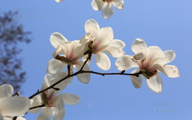 玉兰花（学名：Magnolia denudata），木兰科木兰属观赏树木。别名白玉兰、望春花、玉兰花，木兰科。是我国特有的名贵园林花木之一。玉兰花原产于长江流域，现在北京及黄河流域以南均有栽培，庐山、黄山、峨眉山等处…