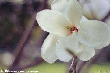 玉兰花（学名：Magnolia denudata），木兰科木兰属观赏树木。别名白玉兰、望春花、玉兰花，木兰科。是我国特有的名贵园林花木之一。玉兰花原产于长江流域，现在北京及黄河流域以南均有栽培，庐山、黄山、峨眉山等处尚有野生 古时多在亭、台、楼、阁前栽植。现多见于园林、厂矿中孤植，散植，或于道路两侧作行道树。北方也有作桩景盆栽。玉兰3月开花，6-7月果熟，花大型、芳香，先叶开放，花期10天左右。河南省夏邑县县花。