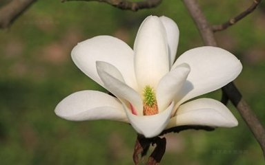 玉兰花（学名：Magnolia denudata），木兰科木兰属观赏树木。别名白玉兰、望春花、玉兰花，木兰科。是我国特有的名贵园林花木之一。玉兰花原产于长江流域，现在北京及黄河流域以南均有栽培，庐山、黄山、峨眉山等处尚有野生 古时多在亭、台、楼、阁前栽植。现多见于园林、厂矿中孤植，散植，或于道路两侧作行道树。北方也有作桩景盆栽。玉兰3月开花，6-7月果熟，花大型、芳香，先叶开放，花期10天左右。河南省夏邑县县花。