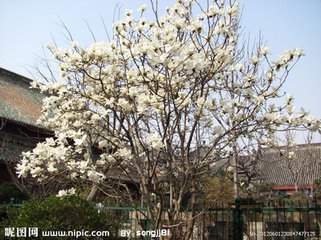 玉兰花（学名：Magnolia denudata），木兰科木兰属观赏树木。别名白玉兰、望春花、玉兰花，木兰科。是我国特有的名贵园林花木之一。玉兰花原产于长江流域，现在北京及黄河流域以南均有栽培，庐山、黄山、峨眉山等处尚有野生 古时多在亭、台、楼、阁前栽植。现多见于园林、厂矿中孤植，散植，或于道路两侧作行道树。北方也有作桩景盆栽。玉兰3月开花，6-7月果熟，花大型、芳香，先叶开放，花期10天左右。河南省夏邑县县花。