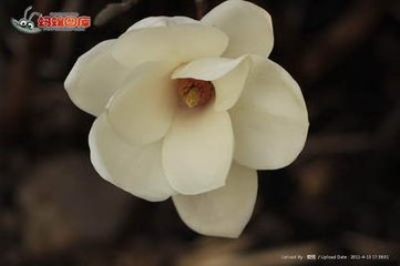 玉兰花（学名：Magnolia denudata），木兰科木兰属观赏树木。别名白玉兰、望春花、玉兰花，木兰科。是我国特有的名贵园林花木之一。玉兰花原产于长江流域，现在北京及黄河流域以南均有栽培，庐山、黄山、峨眉山等处尚有野生 古时多在亭、台、楼、阁前栽植。现多见于园林、厂矿中孤植，散植，或于道路两侧作行道树。北方也有作桩景盆栽。玉兰3月开花，6-7月果熟，花大型、芳香，先叶开放，花期10天左右。河南省夏邑县县花。