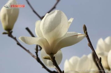 玉兰花（学名：Magnolia denudata），木兰科木兰属观赏树木。别名白玉兰、望春花、玉兰花，木兰科。是我国特有的名贵园林花木之一。玉兰花原产于长江流域，现在北京及黄河流域以南均有栽培，庐山、黄山、峨眉山等处…