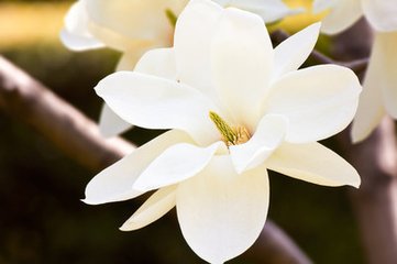 玉兰花（学名：Magnolia denudata），木兰科木兰属观赏树木。别名白玉兰、望春花、玉兰花，木兰科。是我国特有的名贵园林花木之一。玉兰花原产于长江流域，现在北京及黄河流域以南均有栽培，庐山、黄山、峨眉山等处尚有野生 古时多在亭、台、楼、阁前栽植。现多见于园林、厂矿中孤植，散植，或于道路两侧作行道树。北方也有作桩景盆栽。玉兰3月开花，6-7月果熟，花大型、芳香，先叶开放，花期10天左右。河南省夏邑县县花。