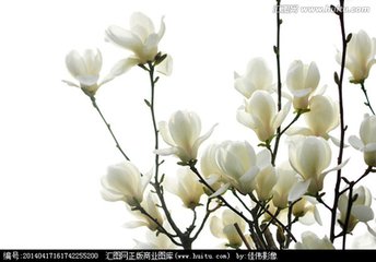 玉兰花（学名：Magnolia denudata），木兰科木兰属观赏树木。别名白玉兰、望春花、玉兰花，木兰科。是我国特有的名贵园林花木之一。玉兰花原产于长江流域，现在北京及黄河流域以南均有栽培，庐山、黄山、峨眉山等处尚有野生 古时多在亭、台、楼、阁前栽植。现多见于园林、厂矿中孤植，散植，或于道路两侧作行道树。北方也有作桩景盆栽。玉兰3月开花，6-7月果熟，花大型、芳香，先叶开放，花期10天左右。河南省夏邑县县花。