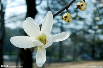 玉兰花（学名：Magnolia denudata），木兰科木兰属观赏树木。别名白玉兰、望春花、玉兰花，木兰科。是我国特有的名贵园林花木之一。玉兰花原产于长江流域，现在北京及黄河流域以南均有栽培，庐山、黄山、峨眉山等处尚有野生 古时多在亭、台、楼、阁前栽植。现多见于园林、厂矿中孤植，散植，或于道路两侧作行道树。北方也有作桩景盆栽。玉兰3月开花，6-7月果熟，花大型、芳香，先叶开放，花期10天左右。河南省夏邑县县花。