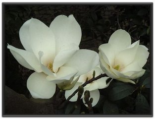 玉兰花（学名：Magnolia denudata），木兰科木兰属观赏树木。别名白玉兰、望春花、玉兰花，木兰科。是我国特有的名贵园林花木之一。玉兰花原产于长江流域，现在北京及黄河流域以南均有栽培，庐山、黄山、峨眉山等处…