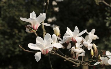 玉兰花（学名：Magnolia denudata），木兰科木兰属观赏树木。别名白玉兰、望春花、玉兰花，木兰科。是我国特有的名贵园林花木之一。玉兰花原产于长江流域，现在北京及黄河流域以南均有栽培，庐山、黄山、峨眉山等处尚有野生 古时多在亭、台、楼、阁前栽植。现多见于园林、厂矿中孤植，散植，或于道路两侧作行道树。北方也有作桩景盆栽。玉兰3月开花，6-7月果熟，花大型、芳香，先叶开放，花期10天左右。河南省夏邑县县花。