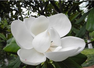 玉兰花（学名：Magnolia denudata），木兰科木兰属观赏树木。别名白玉兰、望春花、玉兰花，木兰科。是我国特有的名贵园林花木之一。玉兰花原产于长江流域，现在北京及黄河流域以南均有栽培，庐山、黄山、峨眉山等处尚有野生 古时多在亭、台、楼、阁前栽植。现多见于园林、厂矿中孤植，散植，或于道路两侧作行道树。北方也有作桩景盆栽。玉兰3月开花，6-7月果熟，花大型、芳香，先叶开放，花期10天左右。河南省夏邑县县花。