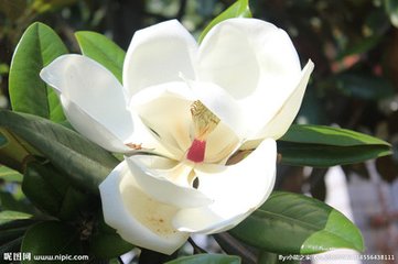 玉兰花（学名：Magnolia denudata），木兰科木兰属观赏树木。别名白玉兰、望春花、玉兰花，木兰科。是我国特有的名贵园林花木之一。玉兰花原产于长江流域，现在北京及黄河流域以南均有栽培，庐山、黄山、峨眉山等处尚有野生 古时多在亭、台、楼、阁前栽植。现多见于园林、厂矿中孤植，散植，或于道路两侧作行道树。北方也有作桩景盆栽。玉兰3月开花，6-7月果熟，花大型、芳香，先叶开放，花期10天左右。河南省夏邑县县花。