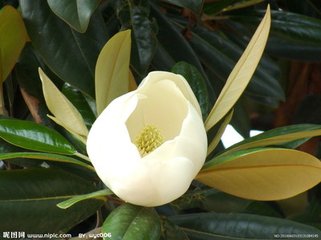 玉兰花（学名：Magnolia denudata），木兰科木兰属观赏树木。别名白玉兰、望春花、玉兰花，木兰科。是我国特有的名贵园林花木之一。玉兰花原产于长江流域，现在北京及黄河流域以南均有栽培，庐山、黄山、峨眉山等处…