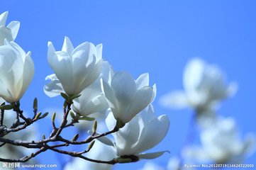 玉兰花（学名：Magnolia denudata），木兰科木兰属观赏树木。别名白玉兰、望春花、玉兰花，木兰科。是我国特有的名贵园林花木之一。玉兰花原产于长江流域，现在北京及黄河流域以南均有栽培，庐山、黄山、峨眉山等处尚有野生 古时多在亭、台、楼、阁前栽植。现多见于园林、厂矿中孤植，散植，或于道路两侧作行道树。北方也有作桩景盆栽。玉兰3月开花，6-7月果熟，花大型、芳香，先叶开放，花期10天左右。河南省夏邑县县花。