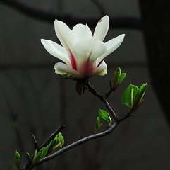 玉兰花（学名：Magnolia denudata），木兰科木兰属观赏树木。别名白玉兰、望春花、玉兰花，木兰科。是我国特有的名贵园林花木之一。玉兰花原产于长江流域，现在北京及黄河流域以南均有栽培，庐山、黄山、峨眉山等处…