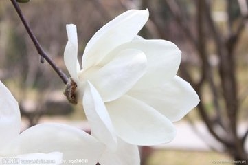 玉兰花（学名：Magnolia denudata），木兰科木兰属观赏树木。别名白玉兰、望春花、玉兰花，木兰科。是我国特有的名贵园林花木之一。玉兰花原产于长江流域，现在北京及黄河流域以南均有栽培，庐山、黄山、峨眉山等处尚有野生 古时多在亭、台、楼、阁前栽植。现多见于园林、厂矿中孤植，散植，或于道路两侧作行道树。北方也有作桩景盆栽。玉兰3月开花，6-7月果熟，花大型、芳香，先叶开放，花期10天左右。河南省夏邑县县花。